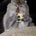 monkey_macaque_balinese_mf_ubud_v_0929_bal4644.jpg